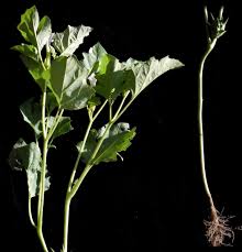 Image result for Datura ferox
