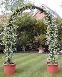 The buds are purplish and the reddish purple color is retained on the sepals of the flowers. Climber Jasmine Vine Arch Backyard Landscaping Climbing Plants Garden Trellis