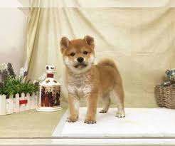 Speciality dog show for shiba inu in norway. View Ad Shiba Inu Puppy For Sale Near Texas Houston Usa Adn 167651