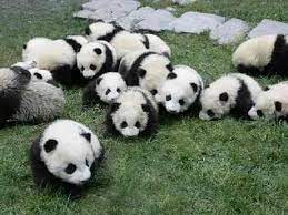 black and white おしゃれまとめの人気アイデア pinterest maru magno パンダ 写真 パンダ 赤ちゃん パンダ かわいい