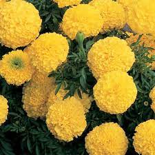 Marigold Inca Ii Yellow F1 Flower Seeds Marigold Flower Flowers