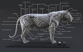 Learn about the organs and body parts. Lion Study N 1 Muscles By Nicolasmorel Creatures 3d Cgsociety