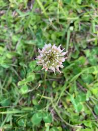 Florida weeds small purple flowers. What S That Weed