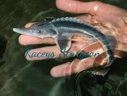 Bester Sturgeon 10 12 Best Quality On Ebay For Sterlet Koi Pond Fish Food Fish Aquarium Fish Koi Pond