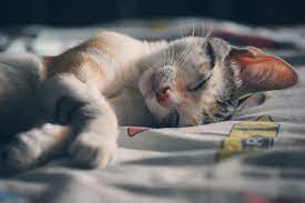Pet euthanasia is the hardest decision for a pet owner to make, but it's often necessary and can be affordable and done at home by a vet. Mobile Pet Euthanasia At Home Melbourne