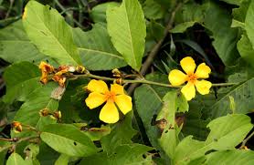 Image result for Hugonia