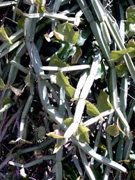 Image result for Cissus humbertii