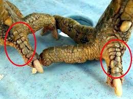 Saya juga merupakan penggemar ayam sabung batang kaki.tapi saya percaya kengkawan diluar jadi apa salahnya kita berkongsi info tentang ayam sabung batang kaki. Jenis Jenis Kaki Dan Sisik Terbaik Seniwarisanayambaikmalaysia