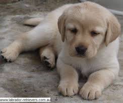 The cheapest offer starts at £8. Gumtree Puppies