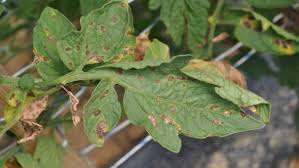 With extremely high levels of vitamins and antioxidants, this fruit is specially bred for extra nutrition. Be On The Lookout For Damaging Diseases Of Tomatoes Growing Produce