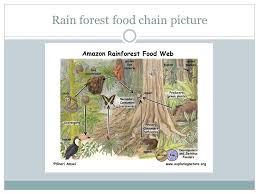 They consume the producers for example macaes eat seeds and orchids. By Blake Jack Ricky And Bella Tropical Rainforest Ppt Download