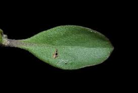 Image result for Dyschoriste tanganyikensis