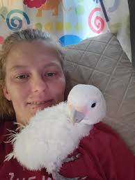 My baby Fayefa is growing up so fast!!!😭💖 Red-Capped Parrot (she is 1 and  growing out her red cap).