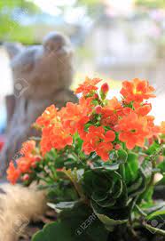 A succulent caudex plant related to the passionfruit vine. Closed Up Vivid Orange Color Flowers Of Flaming Katy Succulent Stock Photo Picture And Royalty Free Image Image 109004787