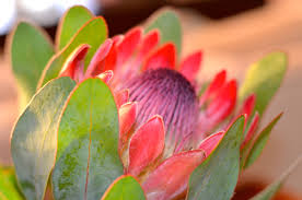 Protea Hermanus Suid Afrika Protea Special Flowers Plant Care
