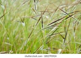 Image result for Heteropogon contortus