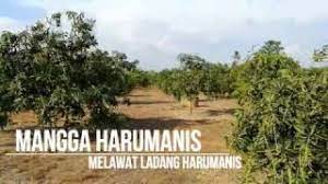 Harum manis original perlis !!! Melawat Ladang Mangga Harumanis Perlis Youtube