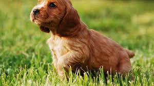 Cocker Spaniel Puppies The Ultimate Guide For New Dog
