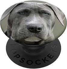 What are blue nose pitbulls? Amazon Com Blue Nose Pit Bull Puppy Dog With Majestic Eyes Popsockets Grip And Stand For Phones And Tablets