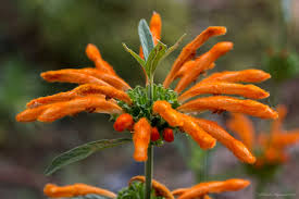 Image result for Leonotis myrothamnifolia