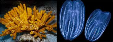 Ctenophores are almost all pelagic and form part of the gelatinous plankton. What Came First Sponges Or Ctenophores The Shape Of Life The Story Of The Animal Kingdom