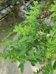 Image result for Hebenstretia