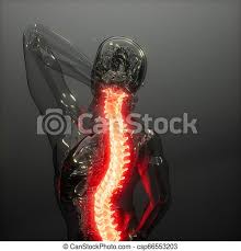 Browse 4,449 human back bone stock photos and images available, or search for human spine or human bone to find more great stock photos and pictures. Backache In Back Bones Backache In Backbone Science Anatomy Scan Of Human Spine Bones Glowing Canstock