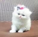 Pre-Loved Persian Kittens For Sale Doll Face Persian ...