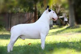 Black And White Bull Terrier Proud Male Ebt White With Black Ear Markings Bull Terrier Funny Bull Terrier Miniature Bull Terrier
