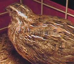 Guinea pig hay rack is hay feeder. Japanese Or Coturnix Quail Quail Japanese Poultry