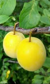 Pin On B Fruits پھل