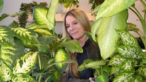 Dieffenbachia Plant Care 101 Dieffenbachia Youtube