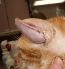 At home, you can continue checking your cat's ear to see if the inside of the ear flap is. Dog Dog Ear Hematoma Drain At Home