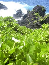 Image result for Ipomoea violacea