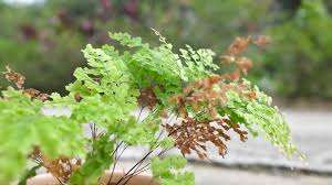 Image result for Adiantum soboliferum
