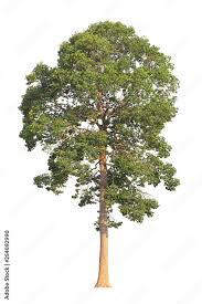 Image result for Dipterocarpaceae