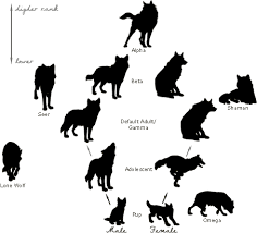 Wolf Ranks Wolf Dog Wolf Love Wolf Pack