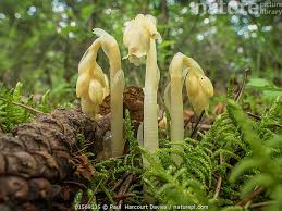 Image result for Monotropa  hypopitys