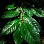 Image result for Trichocladus ellipticus