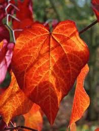 Nous vous proposons deux alternatives originales afin que vous puissiez choisir. 220 Idees De Arbustes Et Arbres Feuilles En Forme Coeur Shrubs And Trees Heart Shaped Leaves Arbuste Feuille Arbre