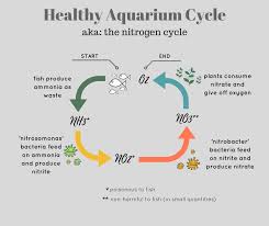 How To Set Up A Betta Fish Tank (Starter Guide)