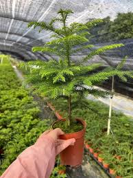 Image result for Araucaria cunninghamii