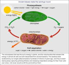Mitochondrial structure may vary based on the needs of the cell. Slaves To Evolution Bernie S Basics Abc Science