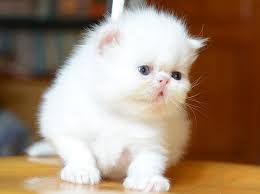 Harga kucing persia hidung pesek (peaknose) ini mahal karena kucing ini dianggap yang paling unik bentuk tubuhnya, terutama pada hidungnya yang sangat umur kucing persia juga sangat mempengaruhi harga kucing persia. Harga Kucing Persia Harga Jual Beli Anak Kucing Persia Exotic Himalaya