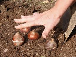 What you need to know. Growing Care Wooden Shoe Tulip Farm