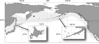 Yamada, kitamura, abe, tajima, matsuda, mead & matsuishi, 2019. Description Of A New Species Of Beaked Whale Berardius Found In The North Pacific Abstract Europe Pmc