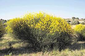 Zuka Rumeno Sredozemsko Cvetje Perennial Shrubs Spanish Broom Sunflower Garden