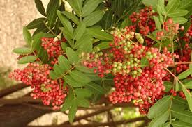 Image result for Schinus