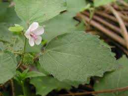 Image result for Urena