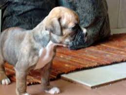 Here's the video of the adorable sleepy 4 week old puppies napping away. Boxer Puppies 4 Weeks Old Too Cute Youtube
